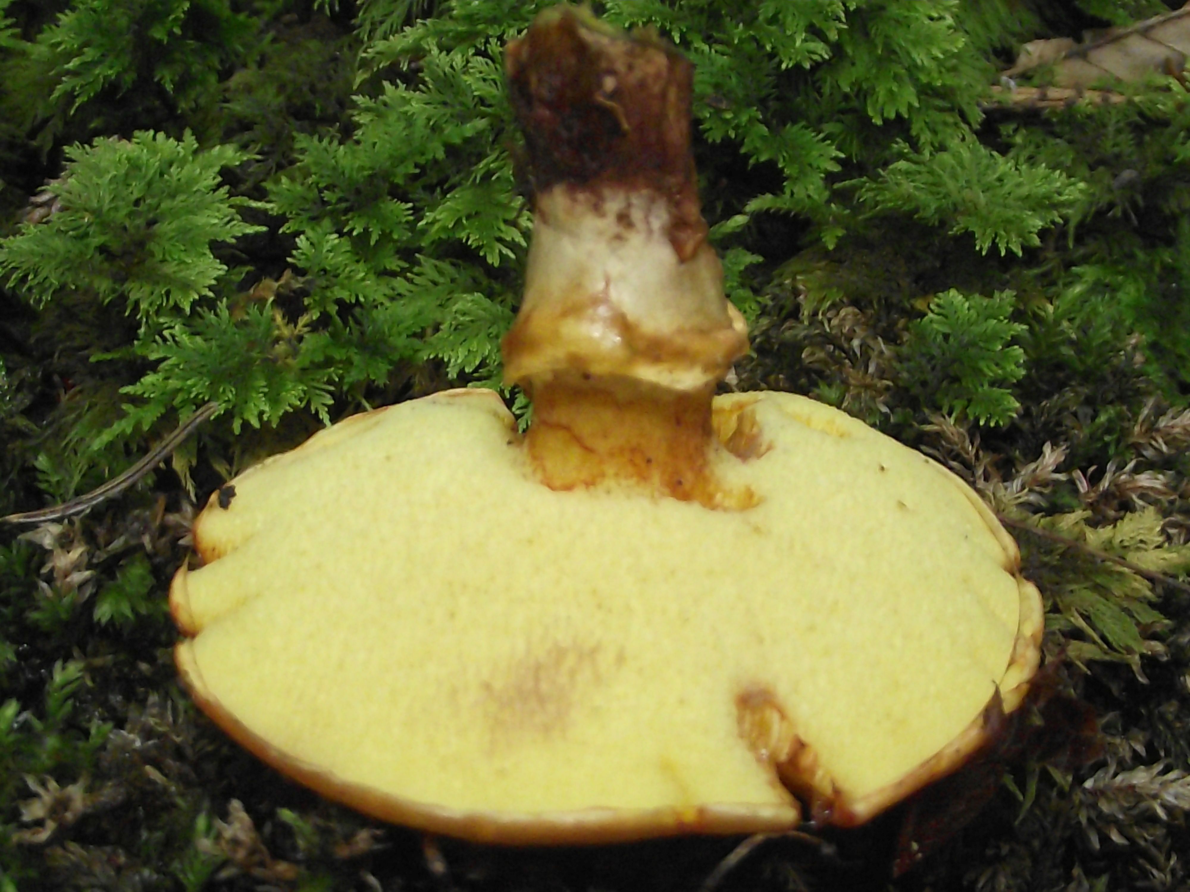 Goldgelber Lärchen-Röhrling